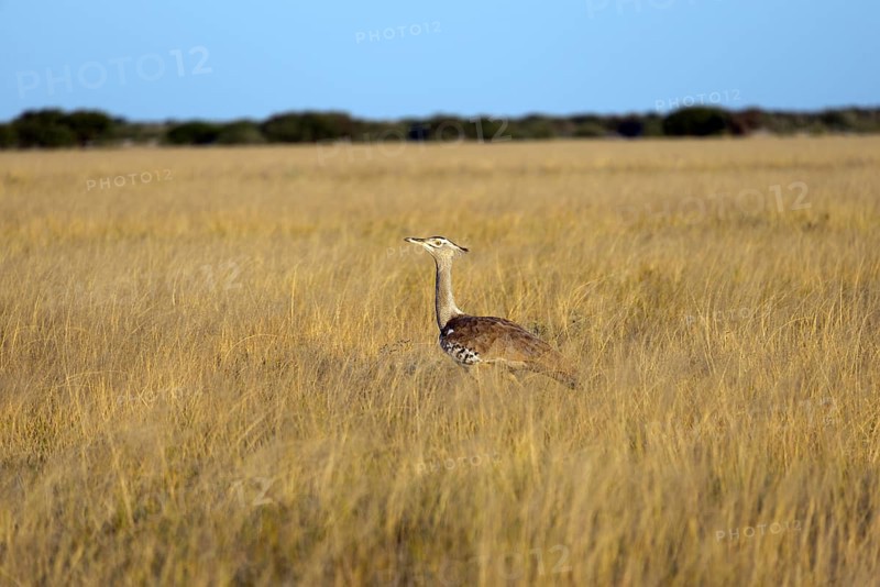 A bird gazes intently in the vast grassland under a clear sky, kori bustard (Ardeotis Kori) in the dry grass, Deception Valley, Central Kalahari Game Reserve, Botswana, Africa