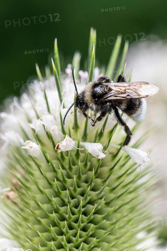 Shrill carder bee (Bombus sylvarum) on teasel (Dipsacus sylvestris), Emsland, Lower Saxony, Germany, Europe
