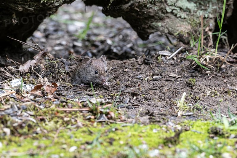Bank vole (Myodes glareolus), Emsland, Lower Saxony, Germany, Europe