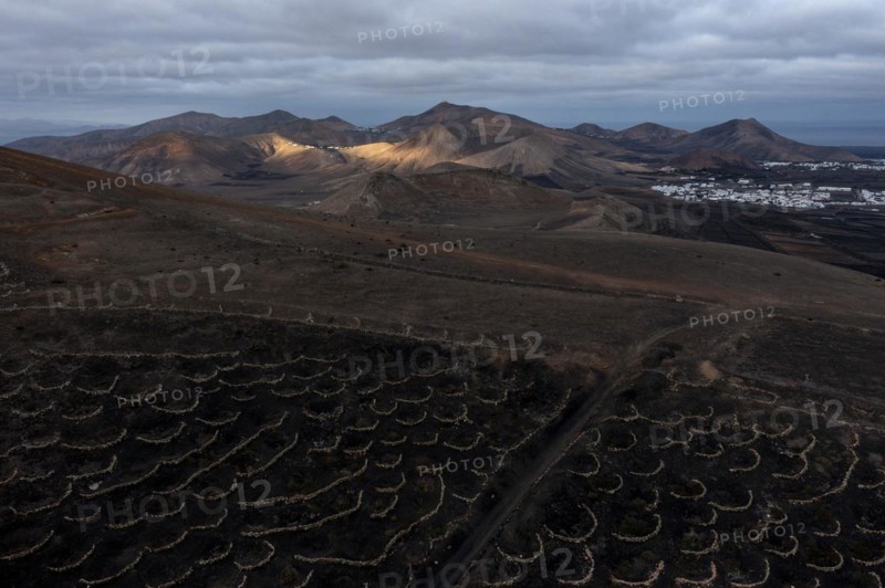 Grapevines growing in black volcanic soil in protected enclosed pits, La Geria, Lanzarote, Canary Islands, Spain, Europe