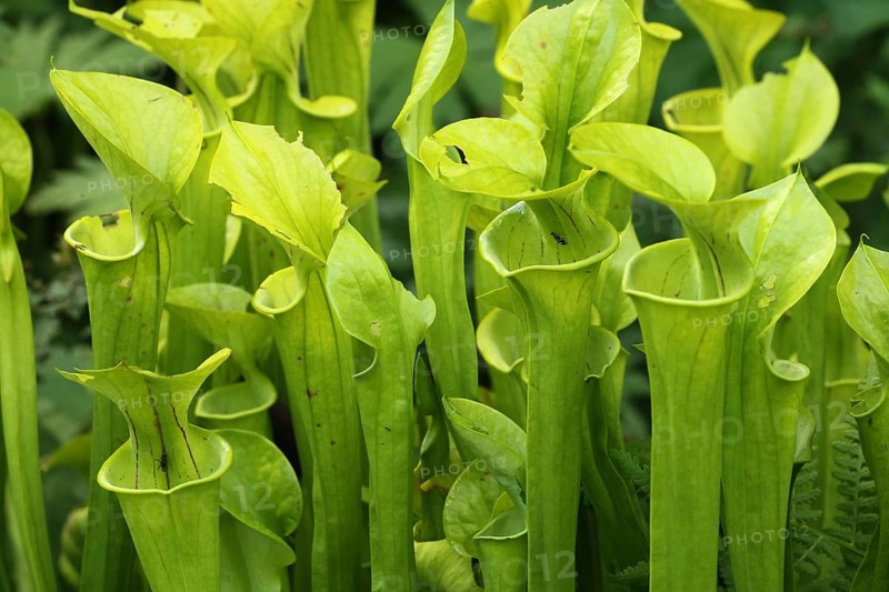 Yellow pitcherplant (Sarracenia flava) carnivorous plant, Vogelpark Walsrode, Lower Saxony, Germany, Europe