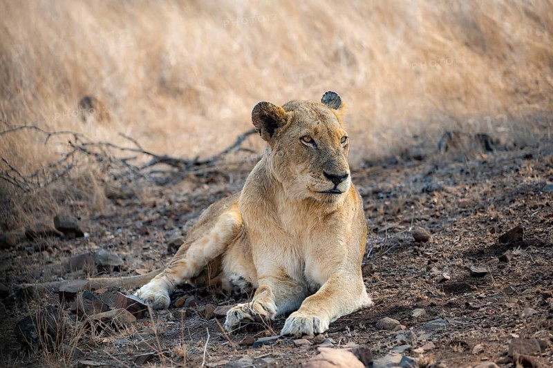 Lion (Panthera leo), adult female, lying down, African savannah, Kruger National Park, South Africa, Africa