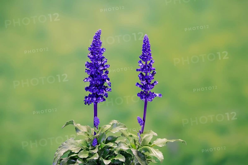 Mealycup sage (Salvia farinacea), flowering, Elllerstadt, Germany, Europe
