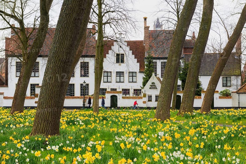 The Beguinage, Benelux, city, city trip, garden, flowers, yellow, religious, religion, West Flanders, Flanders, Middle Ages, UNESCO, textile industry, row of houses, Easter flowers, tourism, travel, history, culture, idyllic, monastery, nuns, woman, cloister, Christianity, Bruges, Belgium, Europe