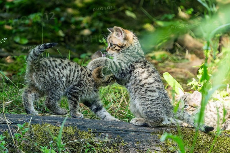 Three young kittens playing and wrestling with each other in the forest, wild cat (Felis silvestris), kittens, Germany, Europe