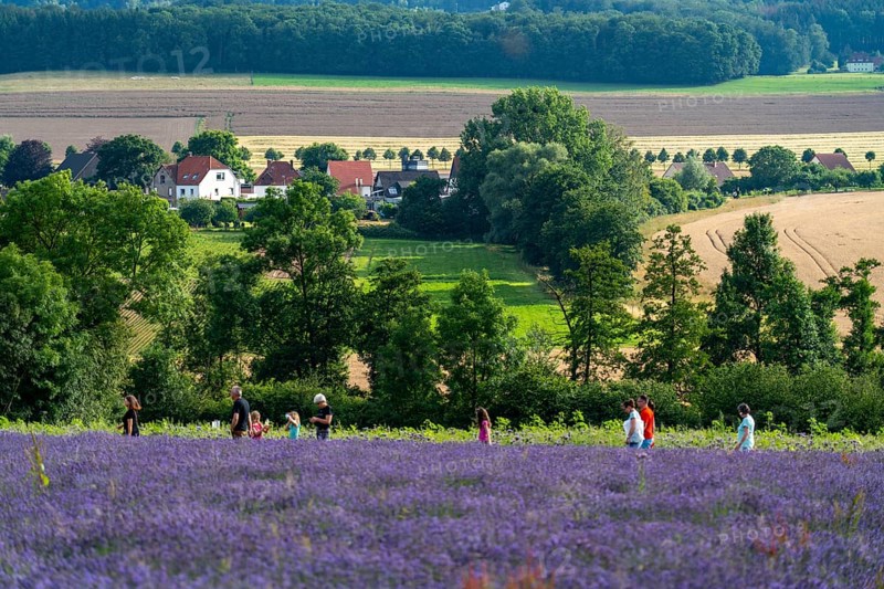 Lavender fields in East Westphalia Lippe, OWL, near the village of Fromhausen, near Detmold, the company Taoasis has been planting organic lavender since 2017 for the production of fragrances, the fields attract many thousands of visitors in summer, North Rhine-Westphalia, Germany, Europe