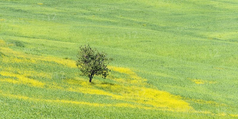 Mulberry tree (Morus) in a field with flowering yellow broom (Genista tinctoria), Tuscany, Italy, Europe