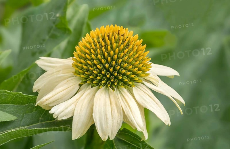 Echinacea purpurea, White Coneflower variety White Swan, Palatinate, Rhineland-Palatinate, Germany, Europe