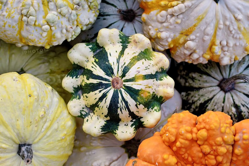 Top view of Jaune et Verte Scallop Squash between other colorful pumpkins and squashes