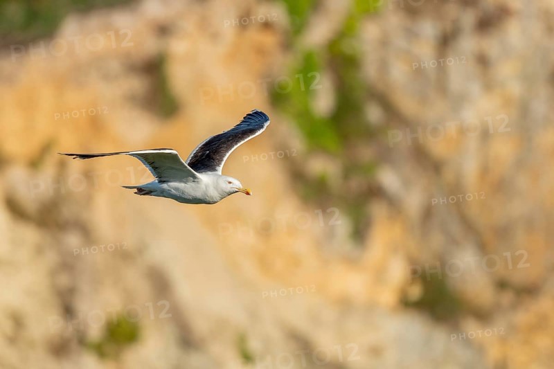 Great black-backed gull (Larus marinus) gliding along the cliffs of the Atlantic Ocean. Camaret, Crozon, Finistere, Brittany, France, Europe
