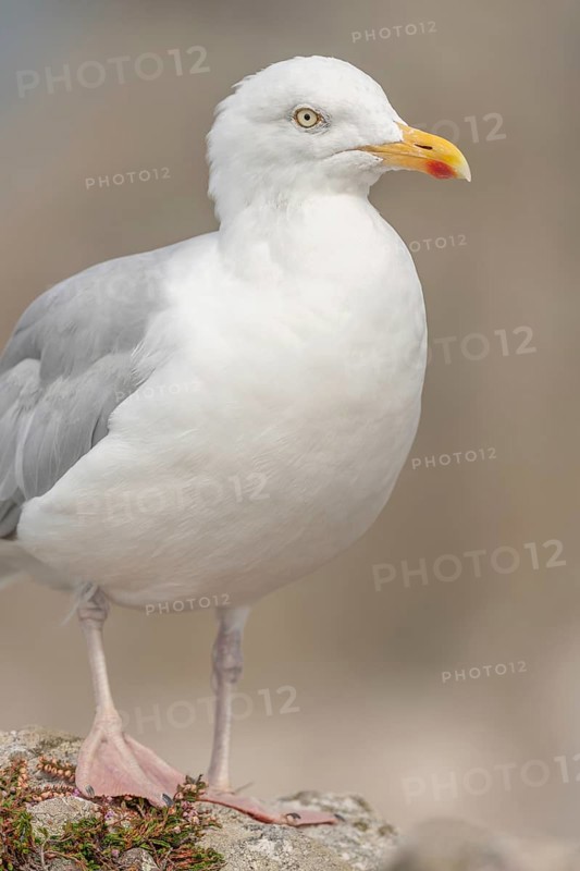 Portrait of a herring gull (Larus argentatus) in the cliffs of the Atlantic Ocean. Camaret, Crozon, Finistere, Brittany, France, Europe