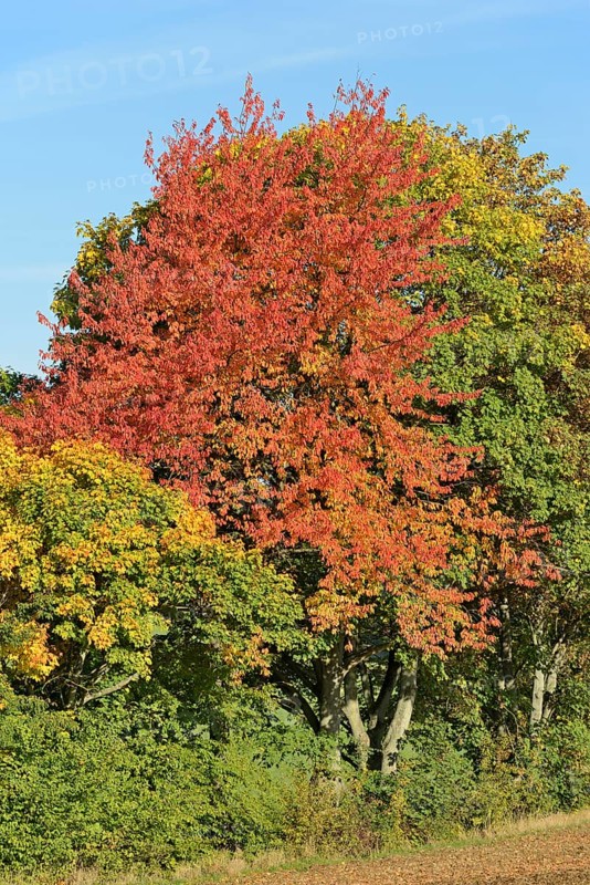 Row of trees, cherry (Prunus) and maple (Acer) with autumn leaves at the edge of a field, blue sky, North Rhine-Westphalia, Germany, Europe