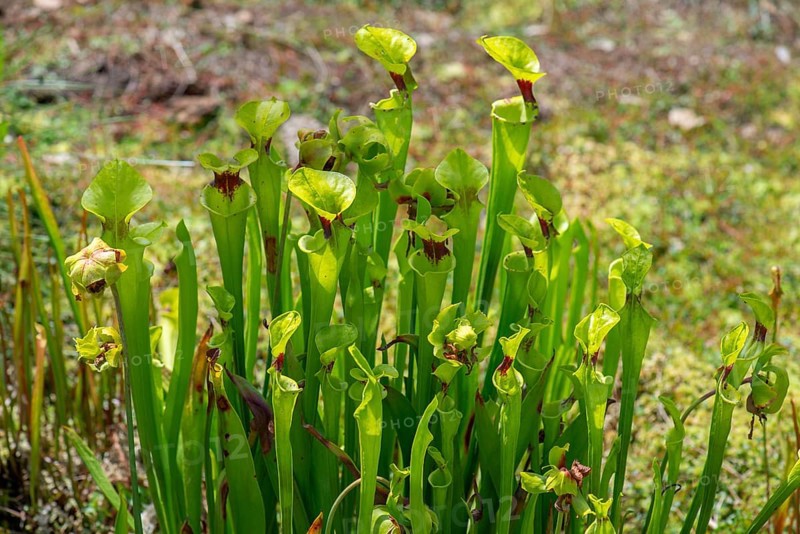 Yellow pitcherplants (Sarracenia flava), Botanical Garden, Erlangen, Middle Franconia, Bavaria, Germany, Europe