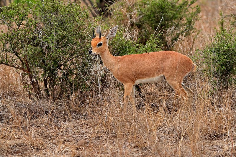 Steenbok (Raphicerus campestris), adult, male, foraging, vigilant, dwarf antelope, Kruger National Park, Kruger National Park, Kruger National Park South Africa