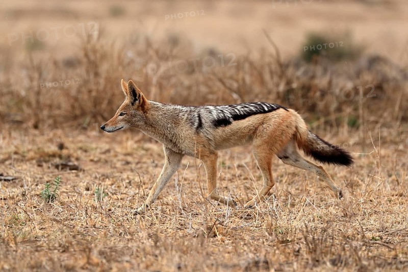 Black-backed jackal (Lupulella mesomelas), adult, alert, stalking, foraging, Kruger National Park, Kruger National Park, Kruger National Park South Africa