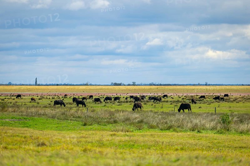 Water buffaloes grazing on a wide, green meadow under a cloudy sky, Lake Neusiedl National Park, Burgenland, Austria, Europe