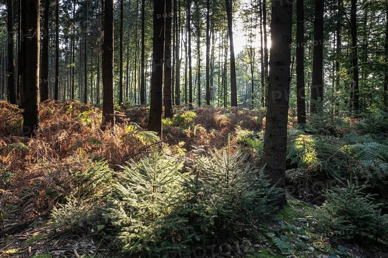 Bracken fern (Pteridium aquilinum) in spruce forest, Emsland, Lower Saxony, Germany, Europe