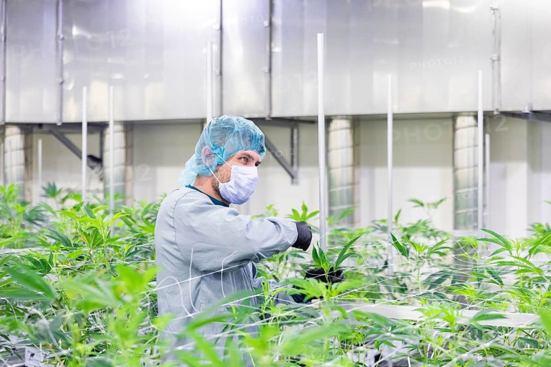 DEU/Saxony/Ebersbach The Saxon cannabis producer Demecan is now the first German company to be authorised to cultivate medicinal cannabis indefinitely under the new Cannabis Act. The company had been authorised to produce since 2019, albeit subject to conditions such as a maximum production quantity or regulated distribution. These conditions will now no longer apply, which will improve the supply situation for medicinal cannabis. The Federal Government Commissioner for Addiction and Drug Issues Burkhard Blienert and Health Minister Petra Köpping took a tour of the production facility to find out more about the production of medicinal cannabis., Federal Drug Commissioner Burghard Blienert and Health Minister Petra Köpping visit Saxon cannabis producer Demecan, Ebersbach, Saxony, Germany, Europe