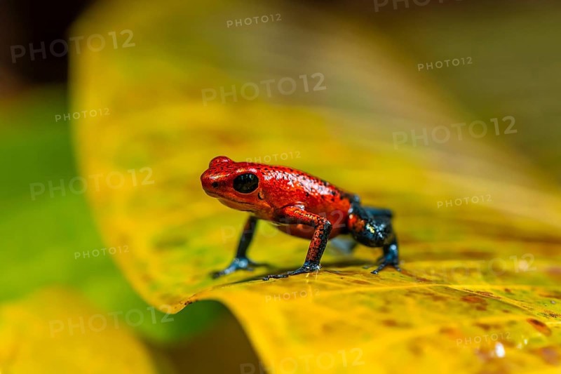 Strawberry poison-dart frog (Oophaga pumilio) sitting on a yellow leaf, Heredia province, Costa Rica, Central America