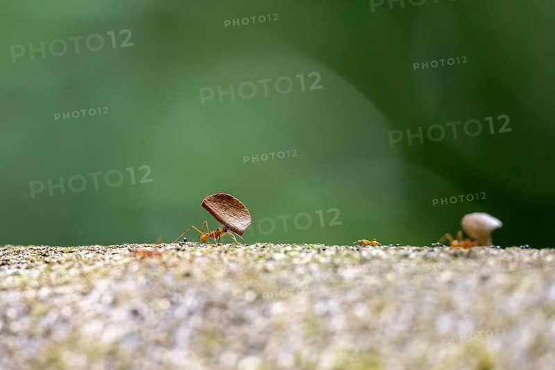 Leaf-cutter ant (Atta cephalotes) carrying a piece of leaf, Corcovado National Park, Osa Peninsula, Puntarena Province, Costa Rica, Central America