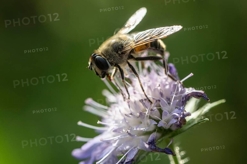 Drone fly (Eristalis interrupta) on water mint (Mentha aquatica), Emsland, Lower Saxony, Germany, Europe