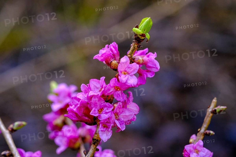 Daphne, flowers (Daphne mezereum), Prem near Lechbruck, Upper Bavaria, Bavaria, Germany, Europe