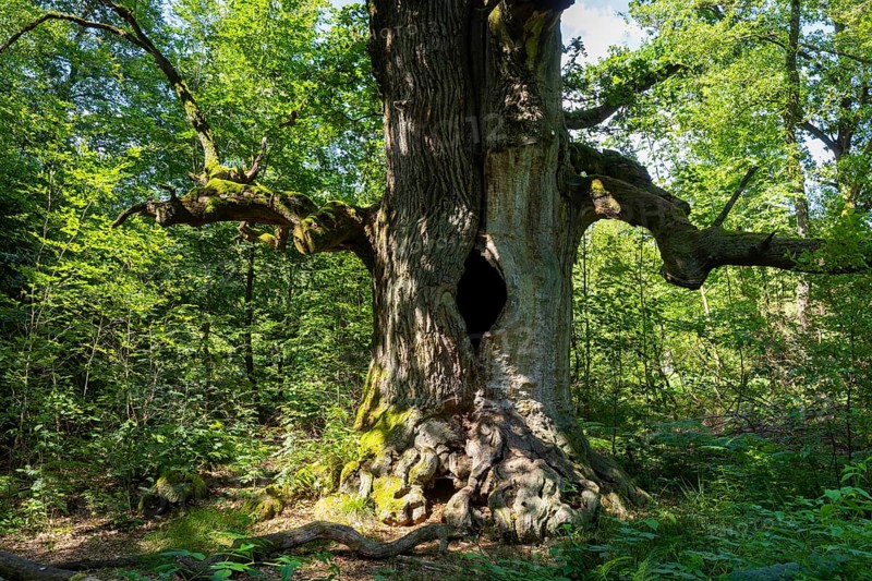 The Sababurg primeval forest, also known as the Reinhardswald primeval forest, is a nature and landscape conservation area that emerged from a hut forest. It is located near the Sababurg in the Reinhardswald in the northern Hessian district of Kassel, Reinhardswald, Reinhardswald, Hesse, Germany, Europe