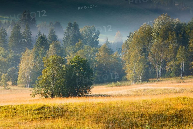 Vegetation in the Rothenthurm raised bog. Canton Schyz, Switzerland, Europe