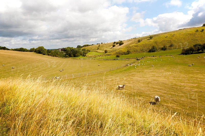 Ancient terraced fields known as strip lynchets cut into a chalk scarp slope at Bishopstone, Wiltshire, England, United Kingdom, Europe