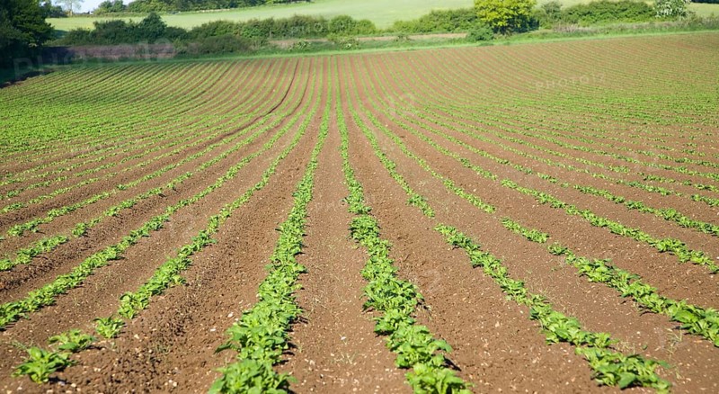 Lines of potato crop growing up a hillside, Bures, Essex, England, United Kingdom, Europe