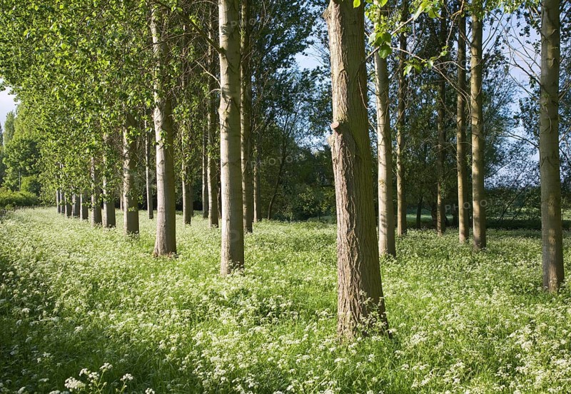 Common or Quaking Aspen trees, Populus tremula, in a small plantation near Bures, Suffolk, England, United Kingdom, Europe