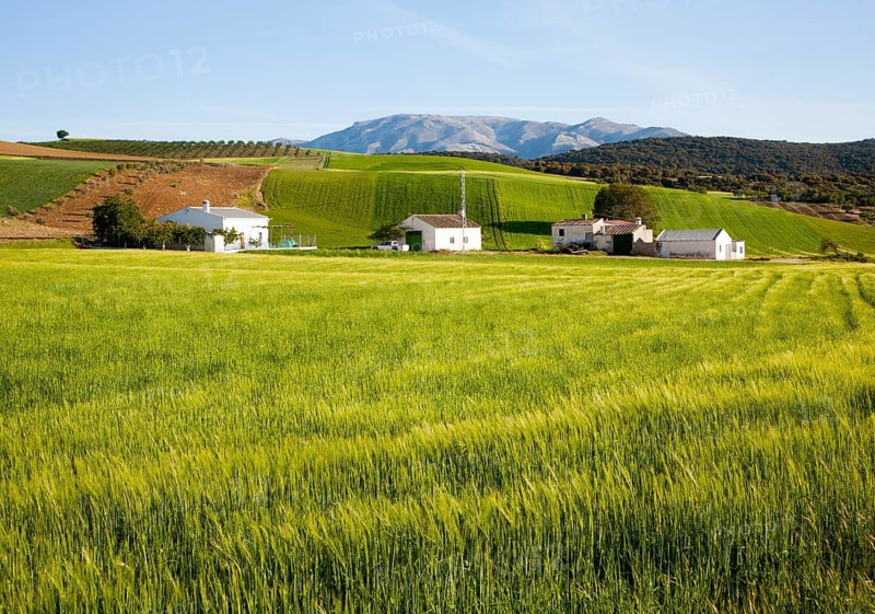 Farmhouse and barns set in rolling arable fields green barley crop near Alhama de Granada, Spain, Europe