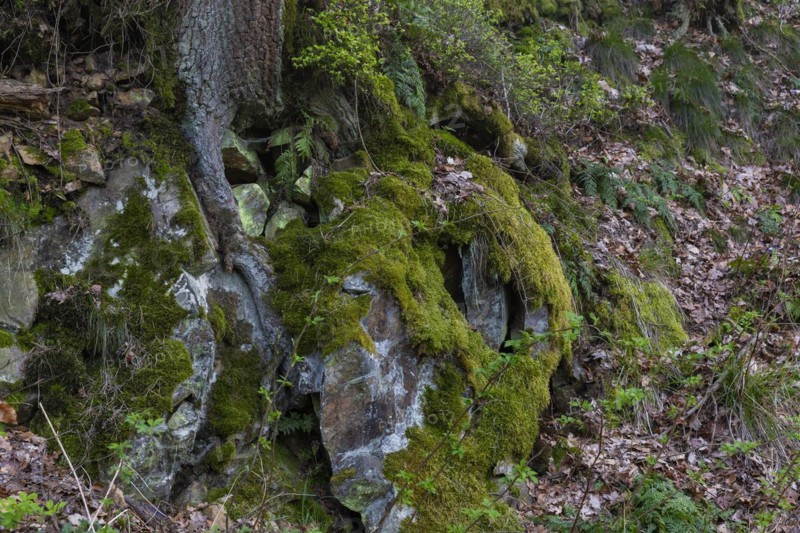 The Polenz is the right-hand, smaller headwaters of the Lachsbach in Saxony and flows through the lower section of the northern Elbe Sandstone Mountains in a canyon-like valley, Heeslicht, Saxony, Germany, Europe