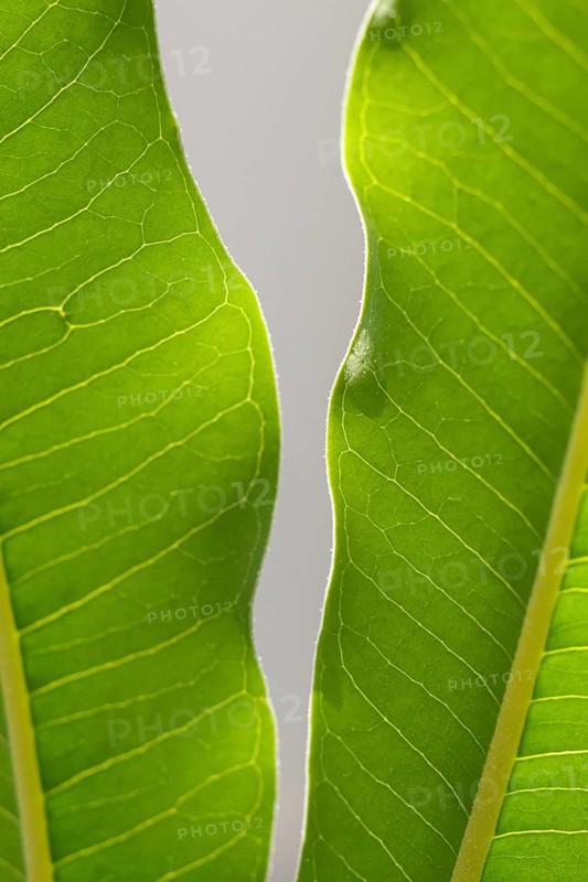 Young light green leaves of tropical plant with sunlight in a botanical garden Closeup. Blurred background