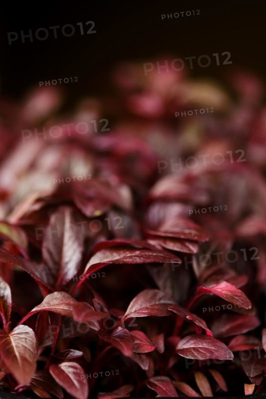Closeup view of leaves of sprouted amaranth seeds, photo with shallow depth of field