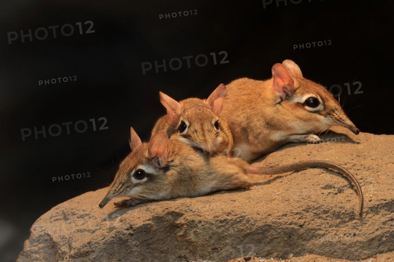 Red-brown elephant shrew or red-brown trunked shrew (Galegeeska rufescens, Elephantulus rufescens), captive, occurring in East Africa