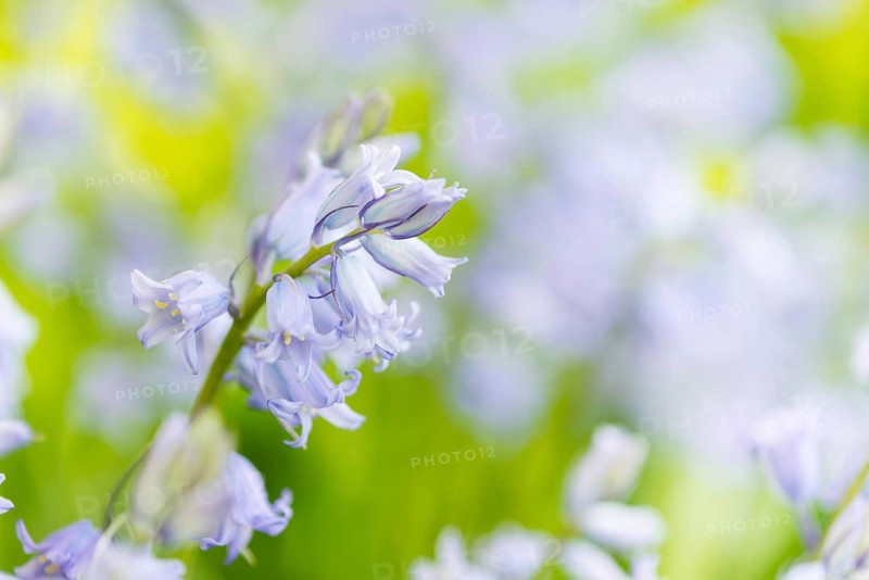 Bright purple bluebells, blossoms, flower meadow, wildflowers on a sunny day in spring, spring, early bloomers, blurred background in purple and green, light spots due to sunshine, macro shot, close-up, Allertal, Lower Saxony, Germany, Europe