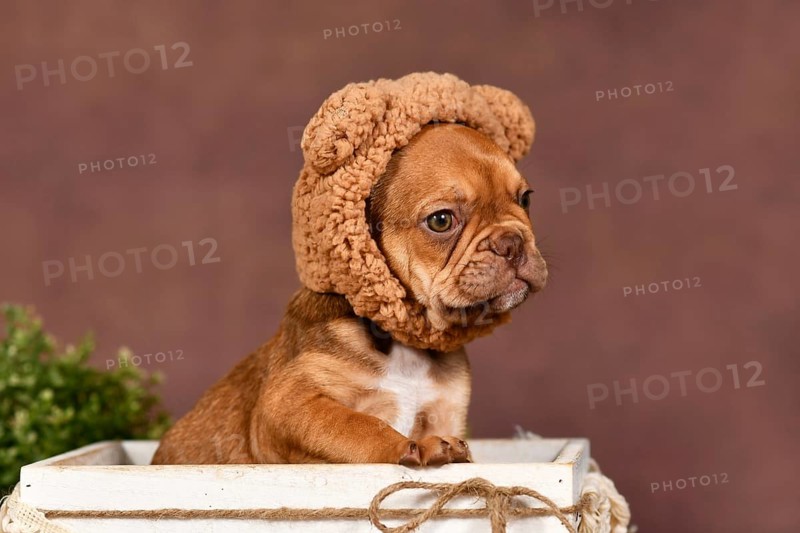Cute French Bulldog puppy wearing teddy bear costume hat in fornt of brown background
