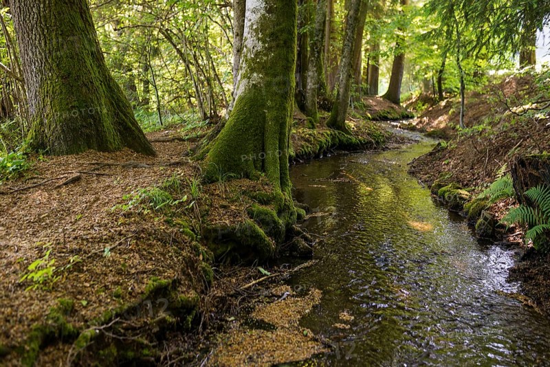 Stream and hiking trail in the forest, Heidenwuhr, Rickenbach, Hotzenwald, Southern Black Forest, Black Forest, Baden-Württemberg, Germany, Europe