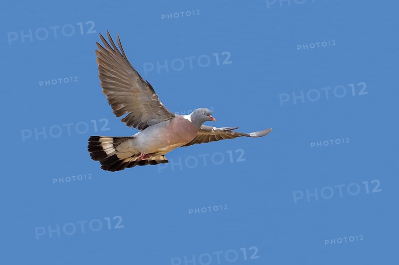 Common wood pigeon (Columba palumbus) in flight against blue sky
