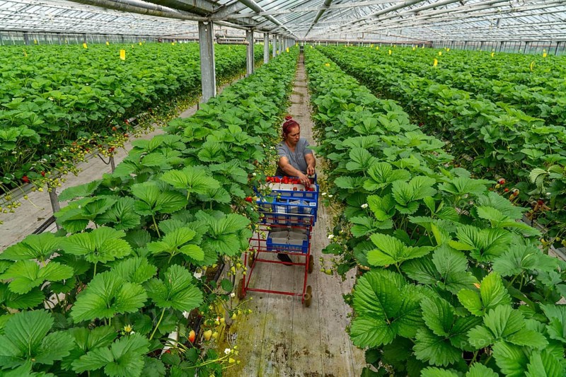 Harvesting strawberries, harvest helper, strawberry cultivation in the greenhouse, young strawberry plants grow up, in different stages of ripeness are watered individually by drip irrigation and supplied with nutrients, they grow in a substrate culture in raised beds, near Dormagen, Rhineland, North Rhine-Westphalia, Germany, Europe