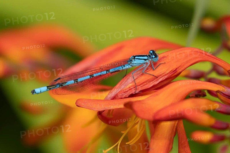 Common blue damselfly (Enallagma cyathigerum) adult insect resting on a Crocosmia flower in a garden, Suffolk, England, United Kingdom, Europe