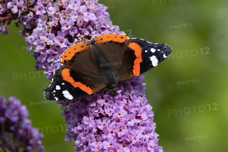 Red admiral butterfly (Vanessa atalanta) adult insect feeding on a purple garden Buddleja flower, Suffolk, England, United Kingdom, Europe