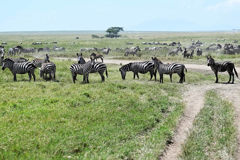 Group of zebras (Equus burchelli) with blue wildebeests (Connochaetes taurinus), Serengeti National Park, Tanzania, Africa