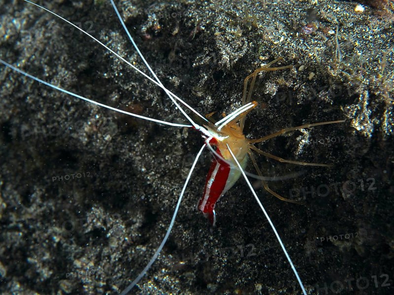 Atlantic pacific cleaner shrimp (Lysmata grabhami), cleaner shrimp with long antennae on dark lava. Dive site Playa, Los Cristianos, Tenerife, Canary Islands, Spain, Europe