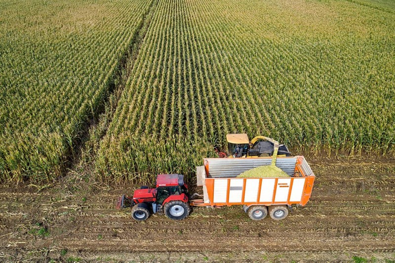 Maize harvest, combine harvester, chopper works its way through a maize field, the silage is pumped directly into a trailer, serves as cattle feed, Lower Rhine, Rees, North Rhine-Westphalia, Germany, Europe