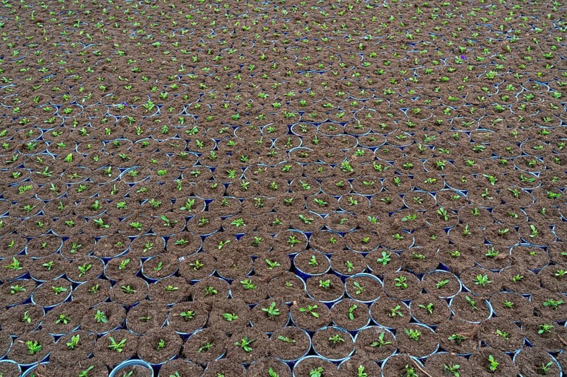 Horticultural business, greenhouse, flower pots, young plants, cape daisies, osteospermum, growing up, Straelen, North Rhine-Westphalia, Germany, Europe