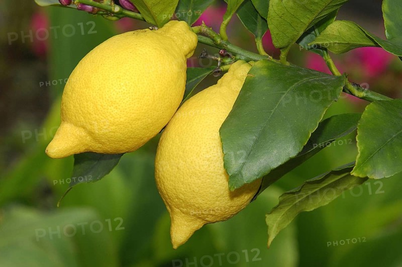 Lemons on the bush, lemon tree, fruit, fruits, Spain, Europe