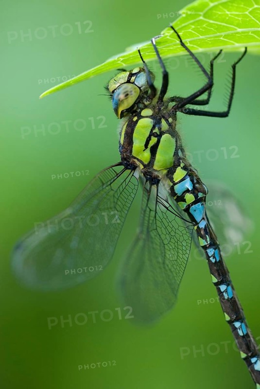 Southern Hawker (Aeshna cyanea), male animal, Hattinger Hügelland, North Rhine-Westphalia, Germany, Europe