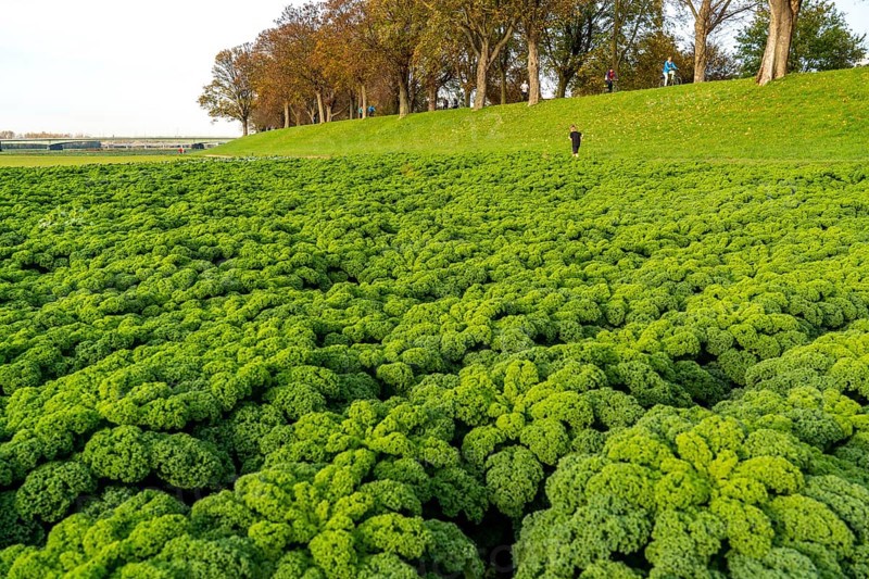 Kale field, growing area in the south of Düsseldorf, Volmerswerth district, on the Rhine, North Rhine-Westphalia, Germany, Europe